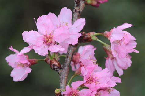 家裡種櫻花|36種台灣常見的櫻花品種及栽培管理要訣 (日本樹木醫。